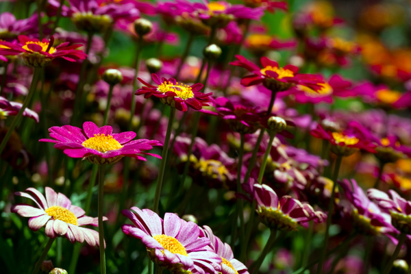 Spring Wildflowers